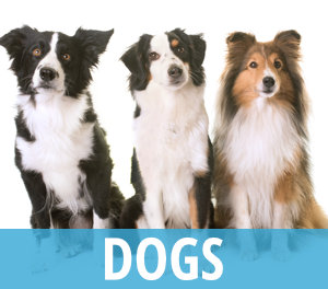 Kennels and Cattery - Surrey Call 01883 344976